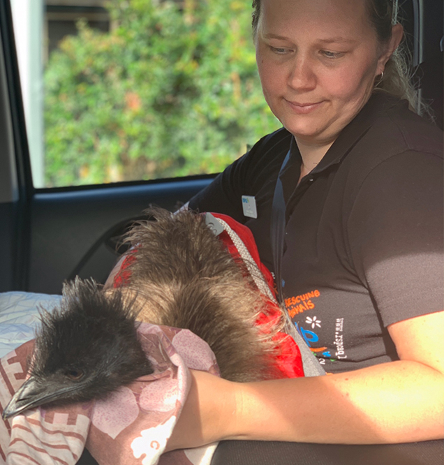 emu recovers after surgery and is released rspca queensland